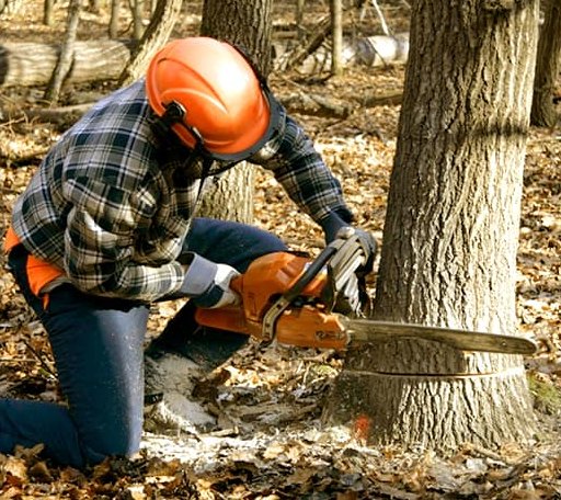 Tree Removal in Lebo, KS